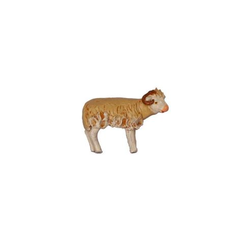 Borrego 8 cm 001