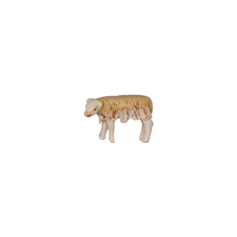 Borrego 8cm 02