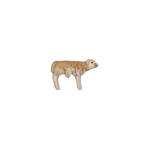 Borrego 8cm 03