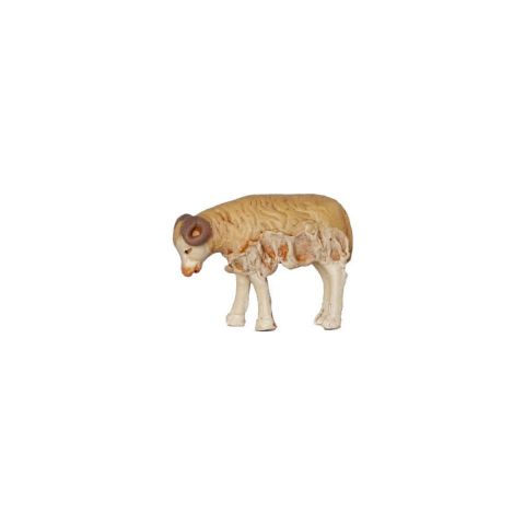 Borrego 10cm 01