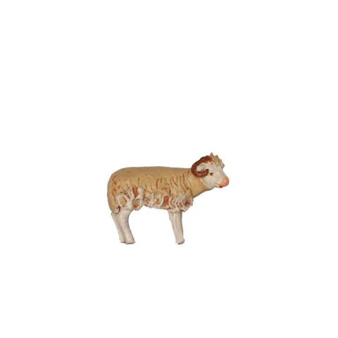 Borrego 10cm 02